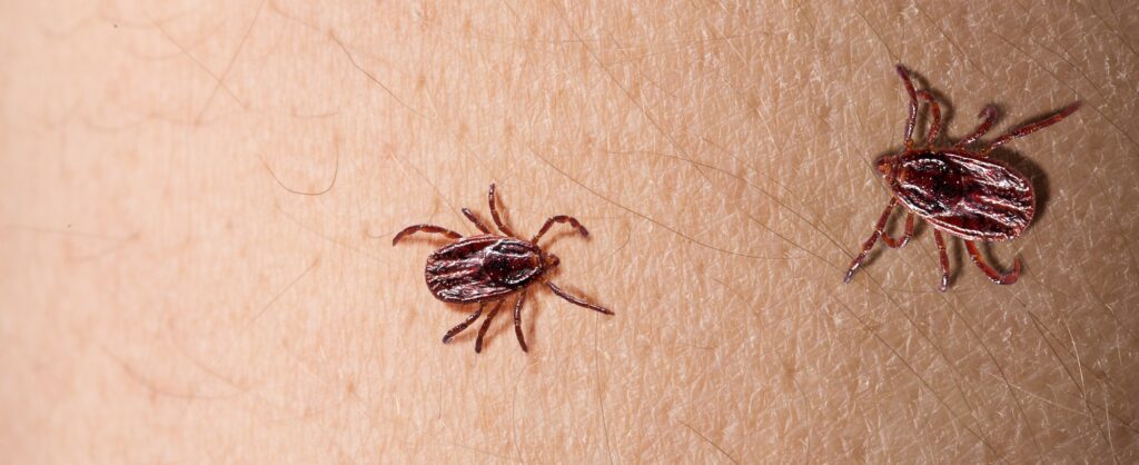 Tick Control Services Plymouth County MA
