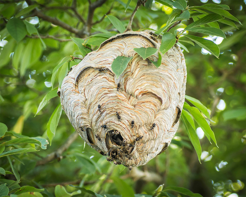 Eastern Bald-Face Hornets Nest