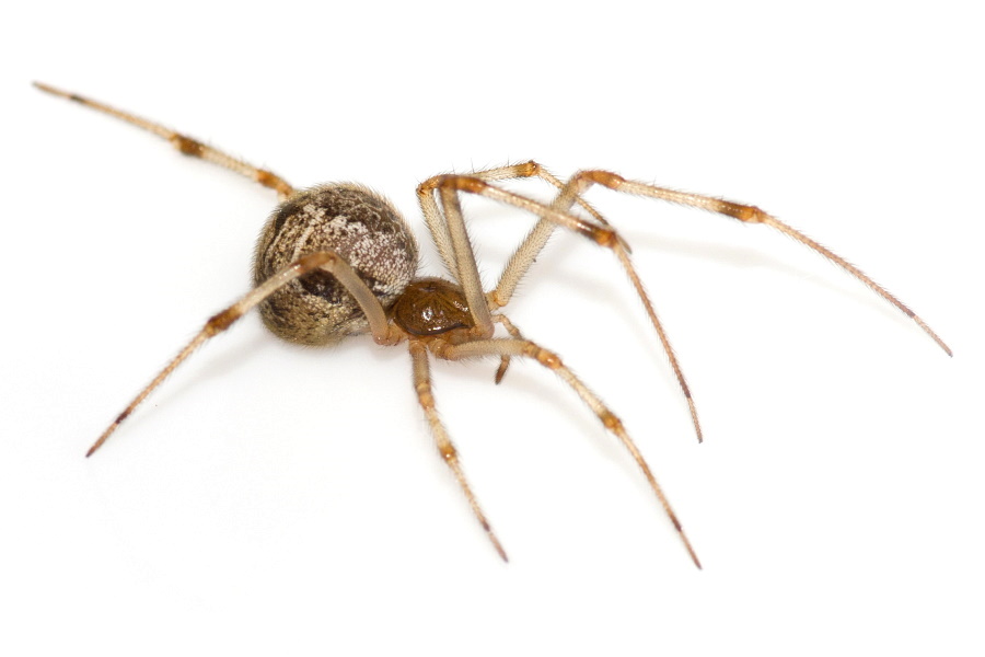 Common House Spider (Parasteatoda tepidariorum)