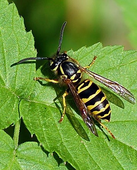 Yellow Jackets