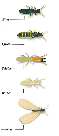 Types of Termite