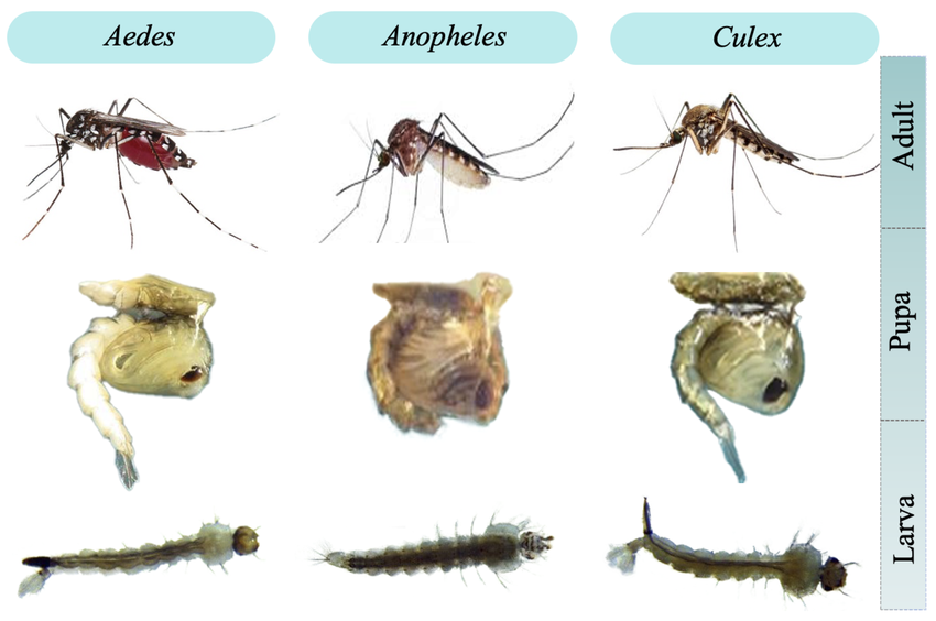 Mosquitoes Life Cycle