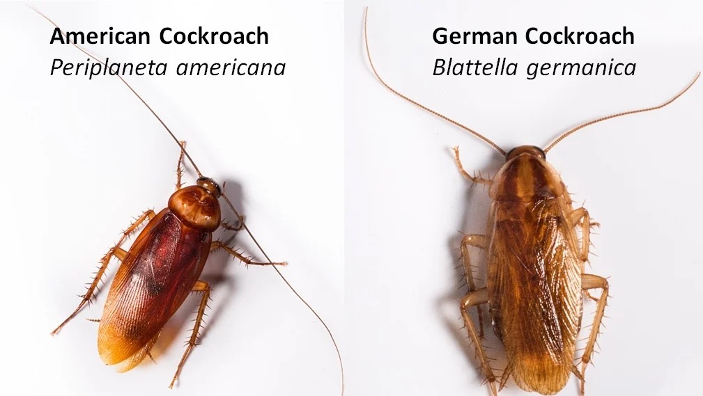 Types of Cockroaches
