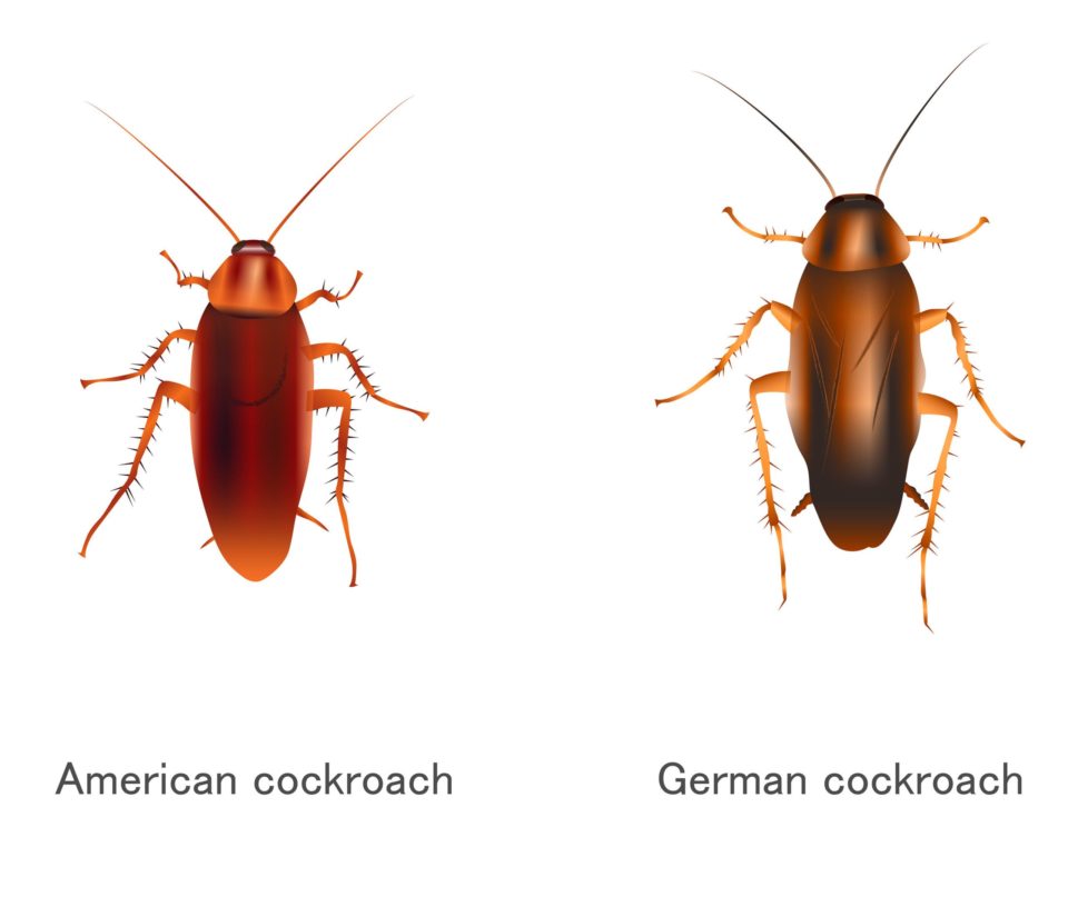 German Cockroaches vs. American Cockroaches
