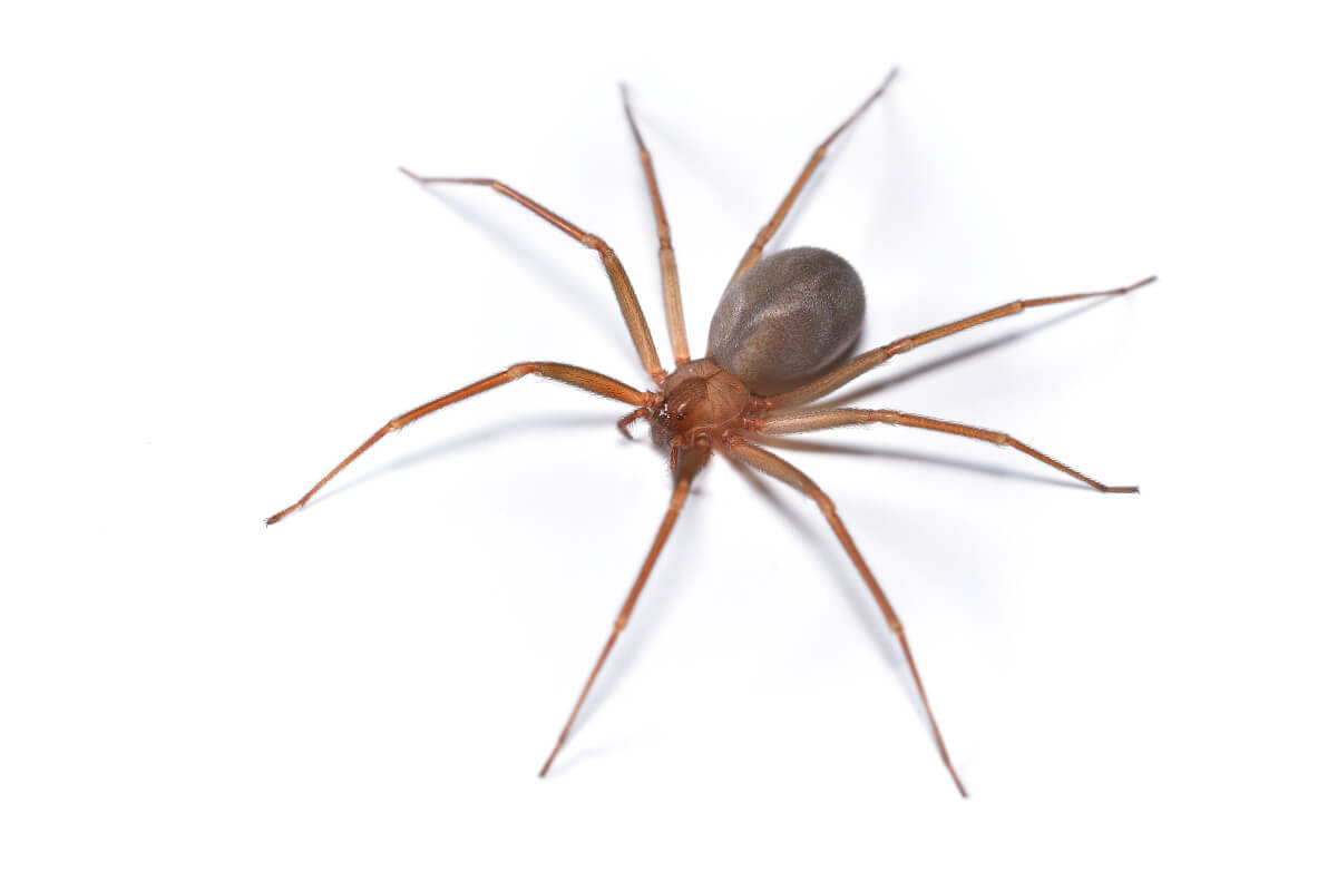 Brown Recluse Spider (Loxosceles reclusa)