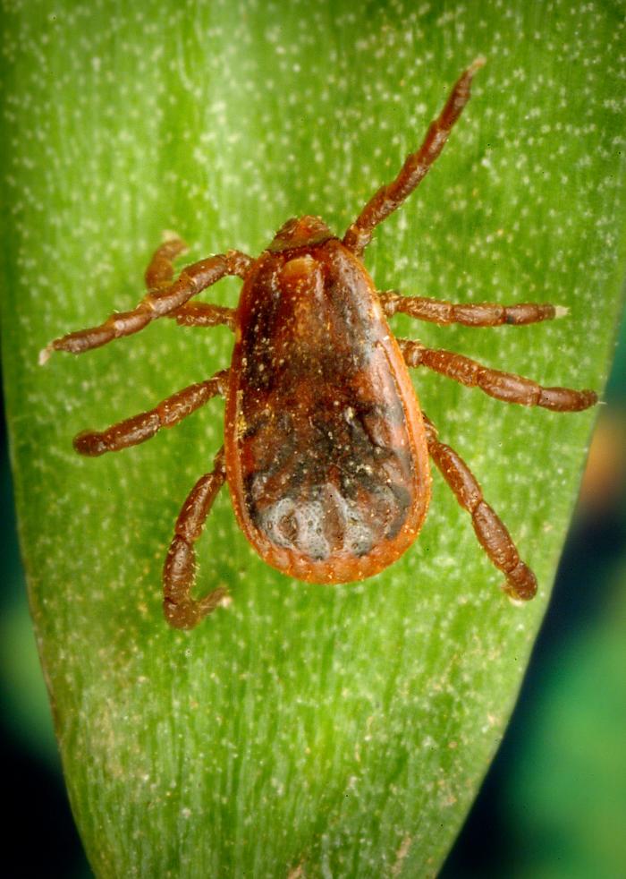 Broen Dog Ticks