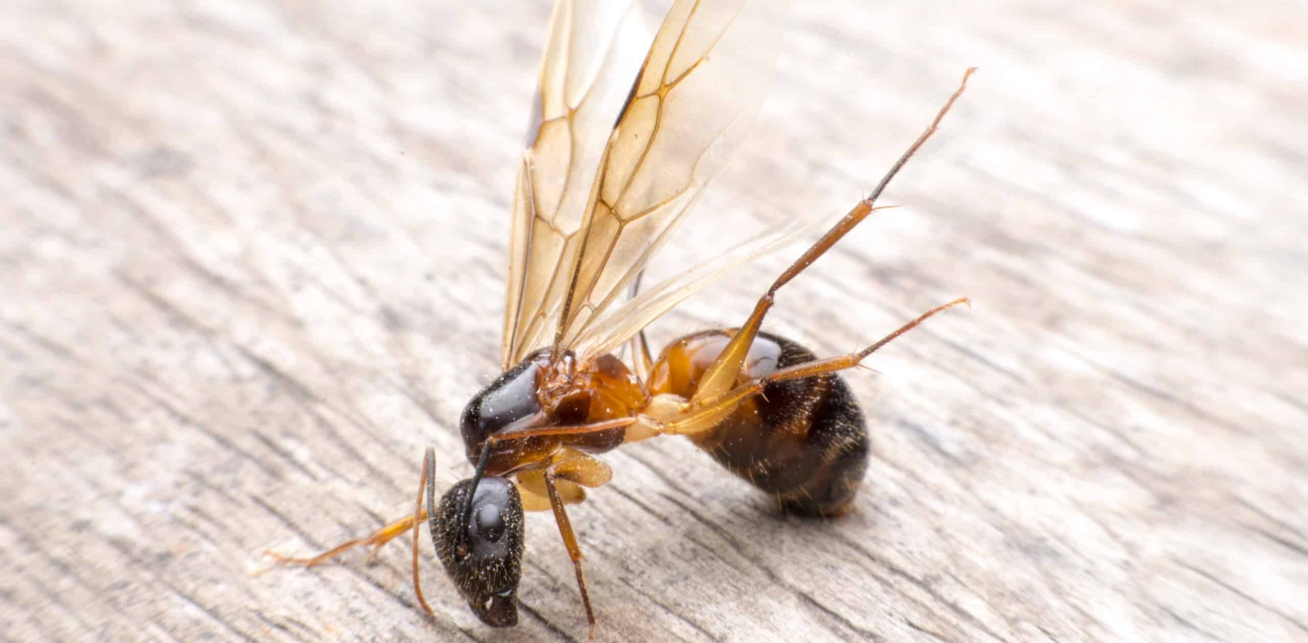 Carpenter Ant