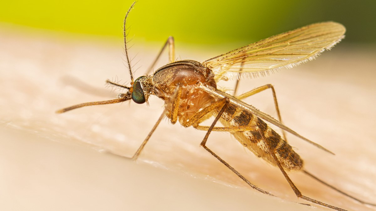 Female Mosquitoes