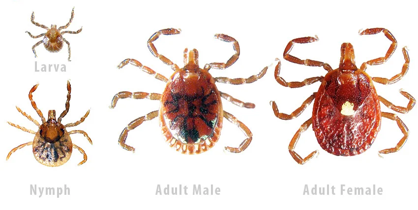 Ticks Family