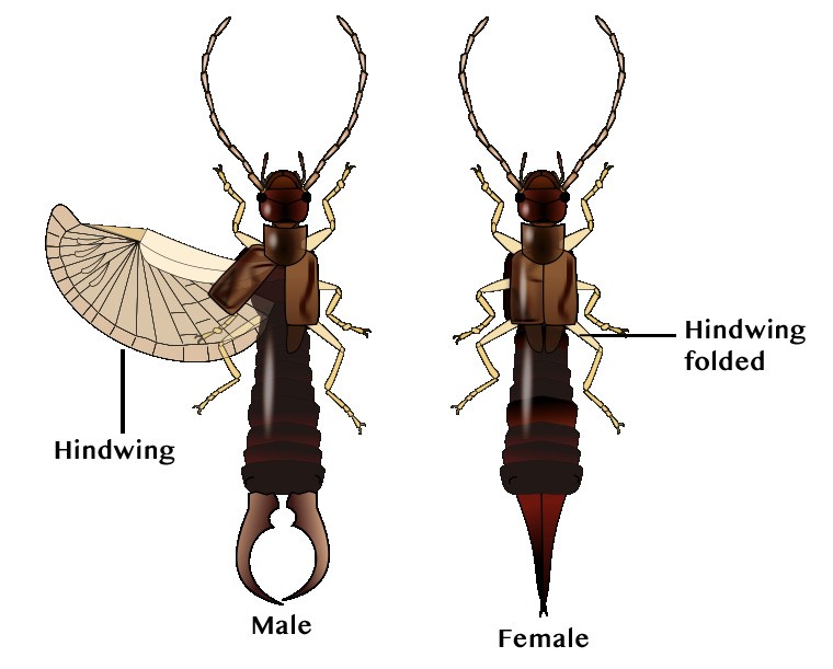 Identify Earwigs