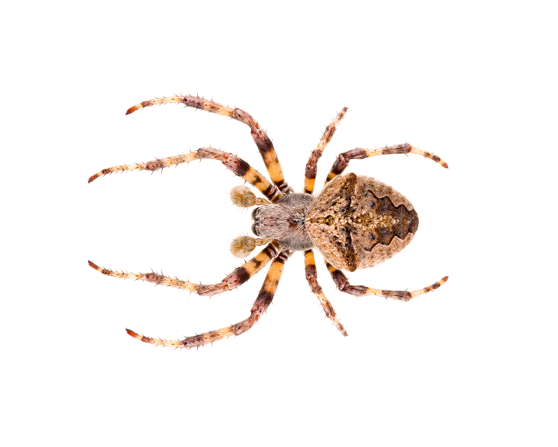 Orb Weaver Spiders (Araneidae family)