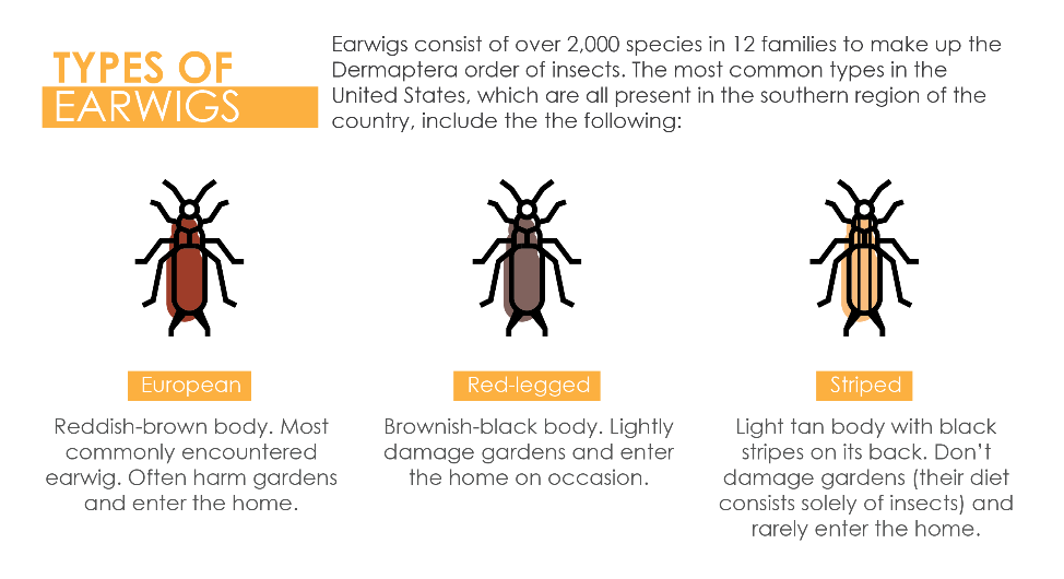 Types of Earwigs