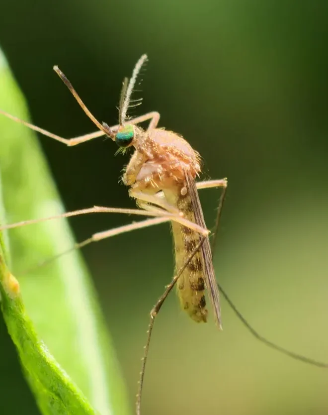 Mosquitoes