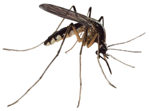 Mosquitoes