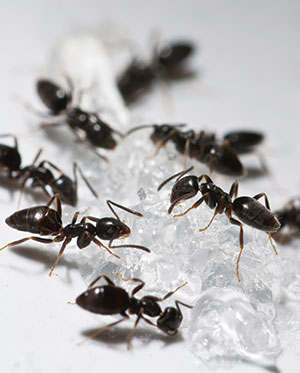 Odorous House Ants