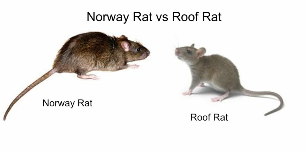 Norway Rats VS. Roof Rats