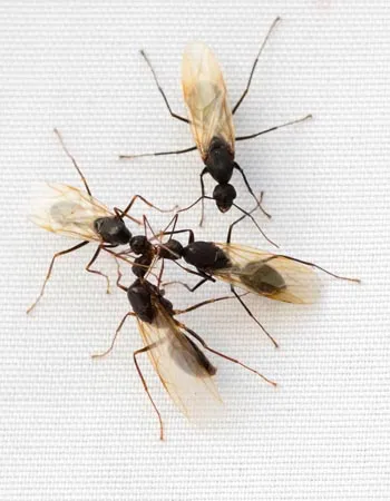 Carpenter Ants