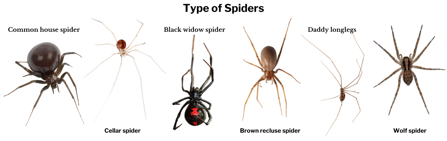 Types of Spider