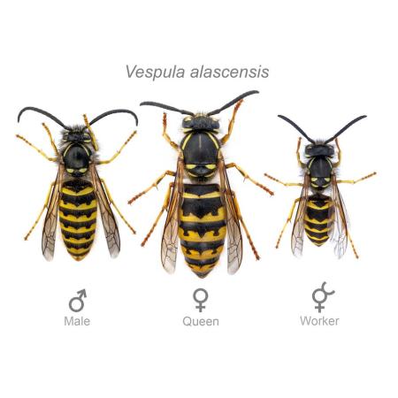 Yellow Jackets Types