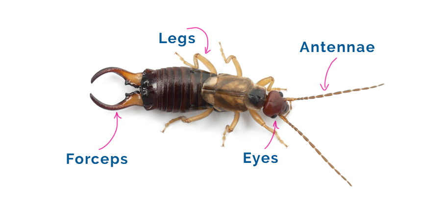 Earwigs Anatomy