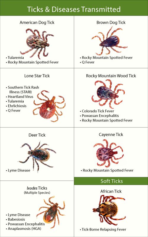 Types of Ticks