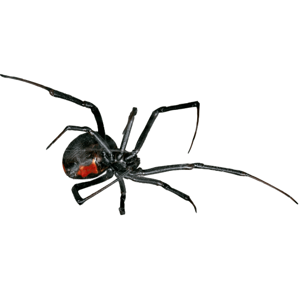 Black Widow Spider (Latrodectus spp.)