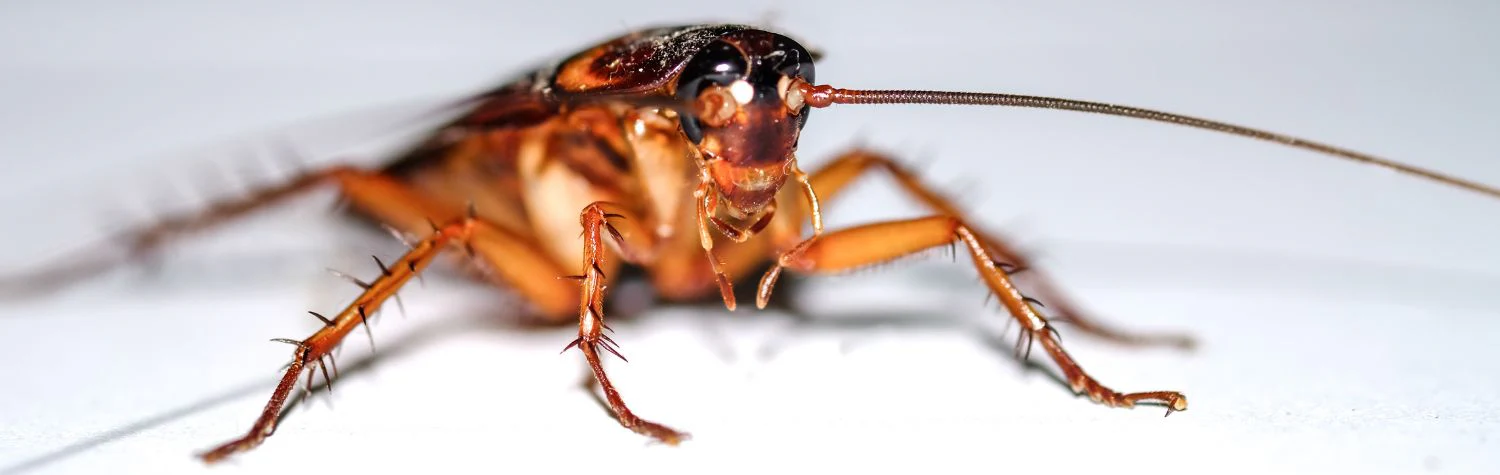 Cockroaches