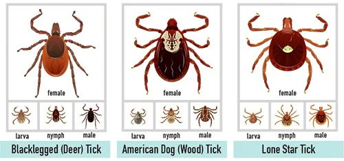 Types of Ticks
