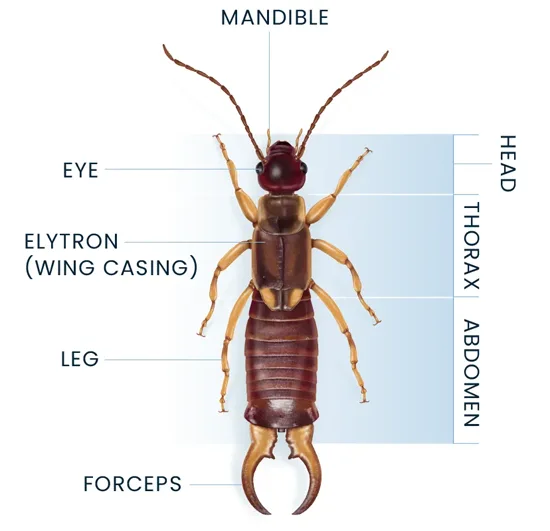 Anatomy of Earwigs