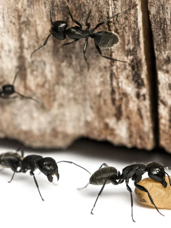 Carpenter Ants
