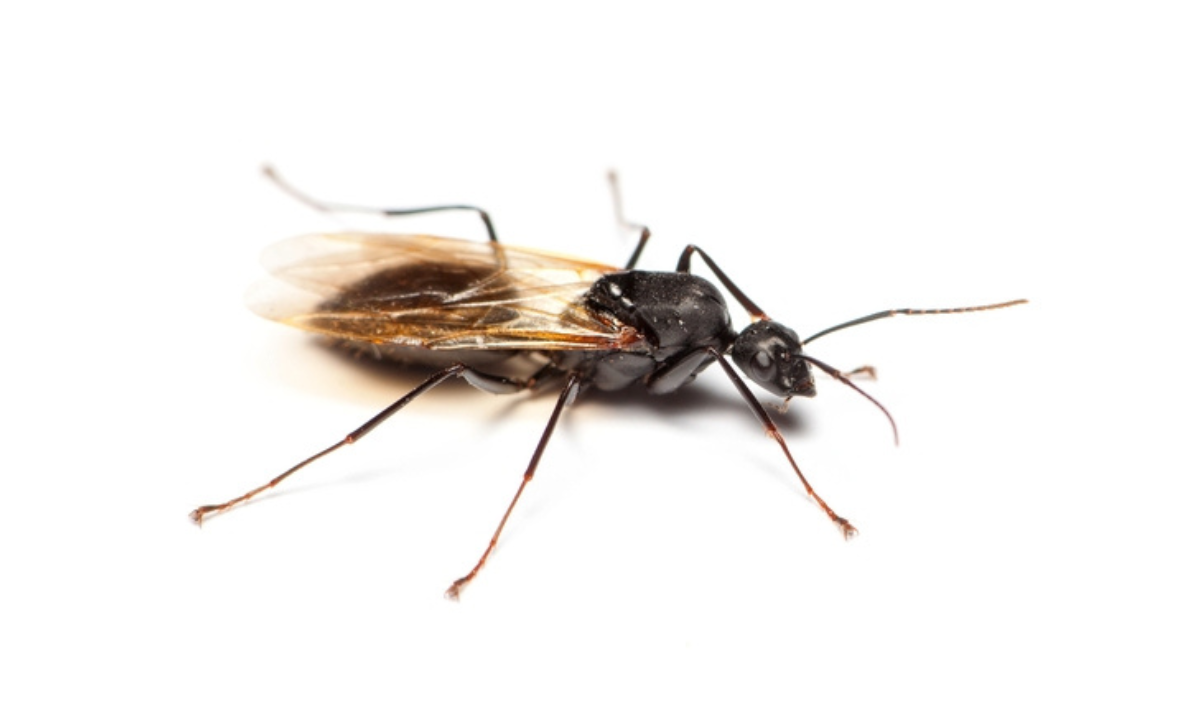 Carpenter Ants
