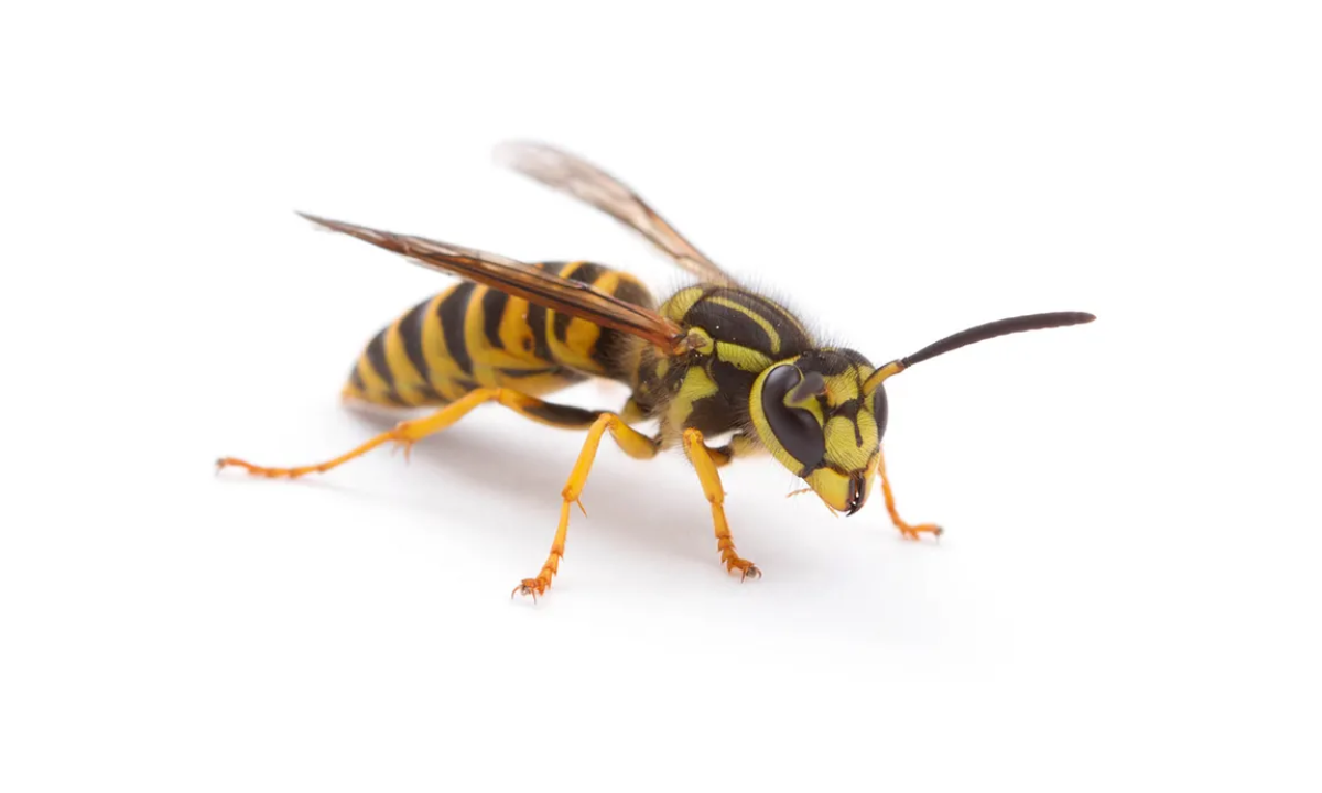 Yellow Jackets
