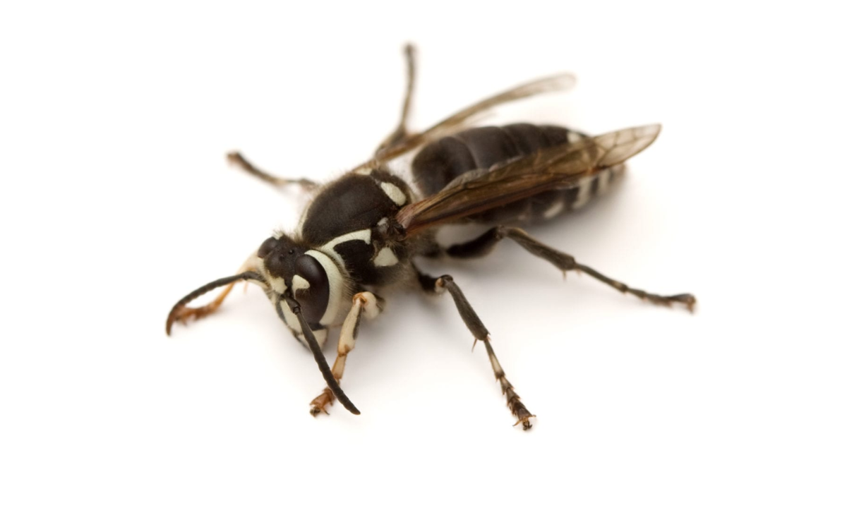 Types of Yellow Jackets