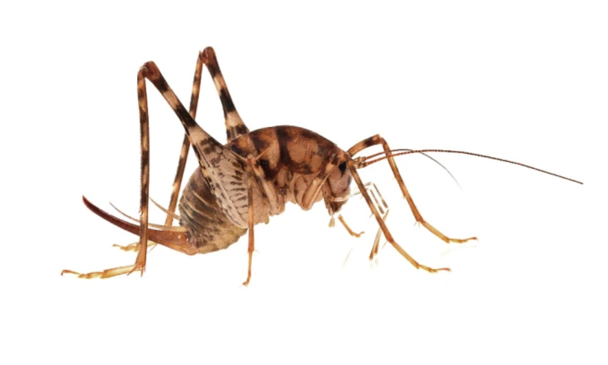 Camel Crickets