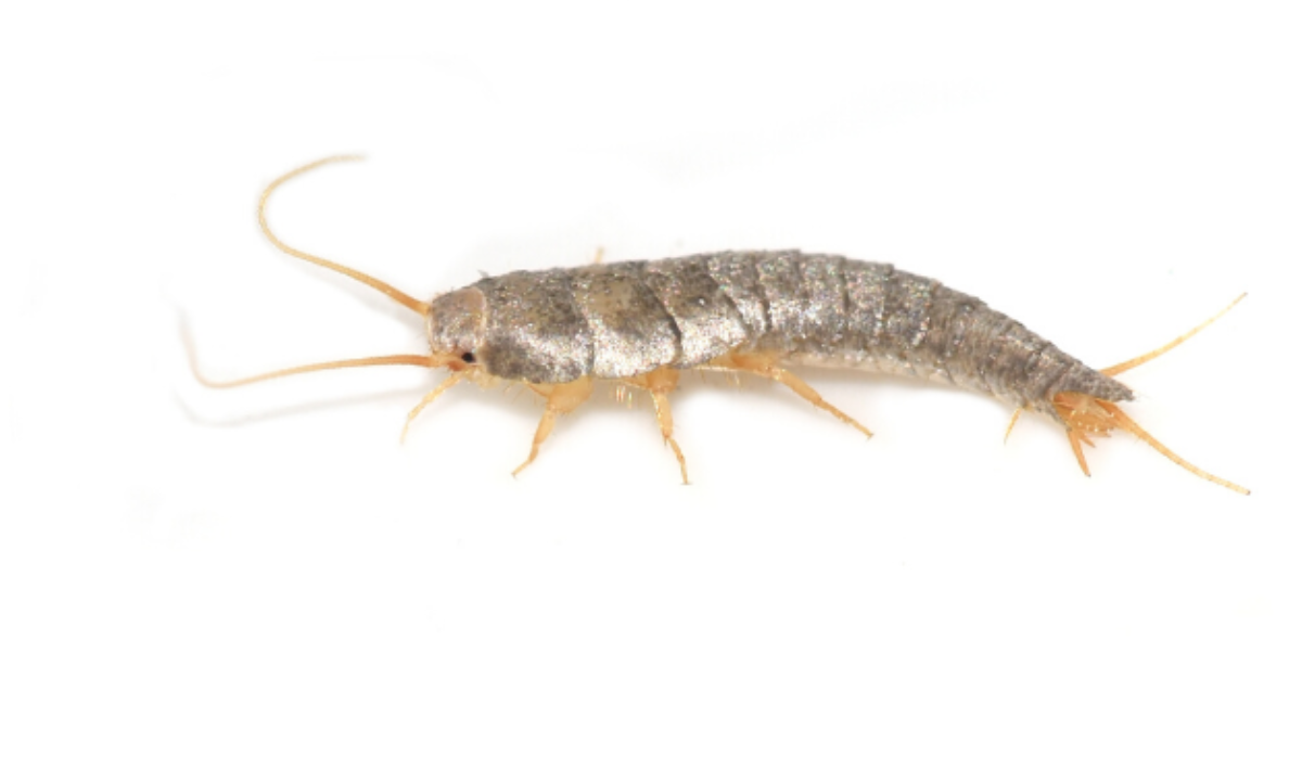 Silverfish