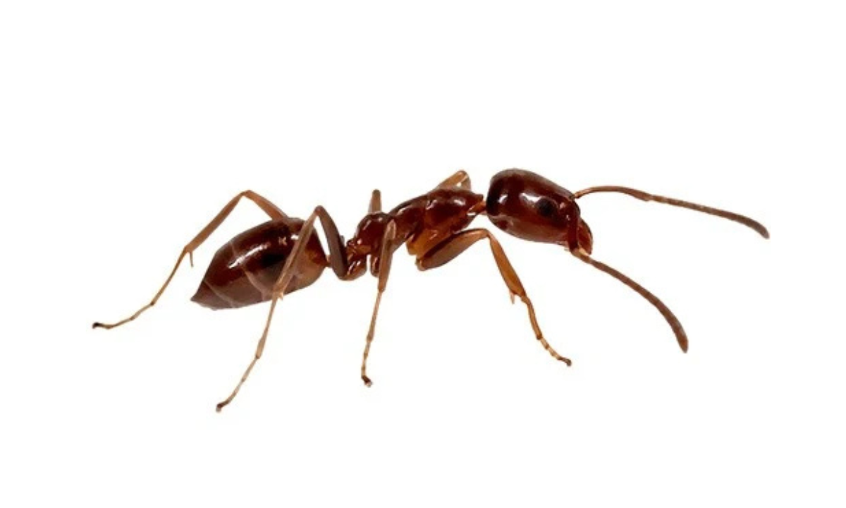 Odorous House Ant