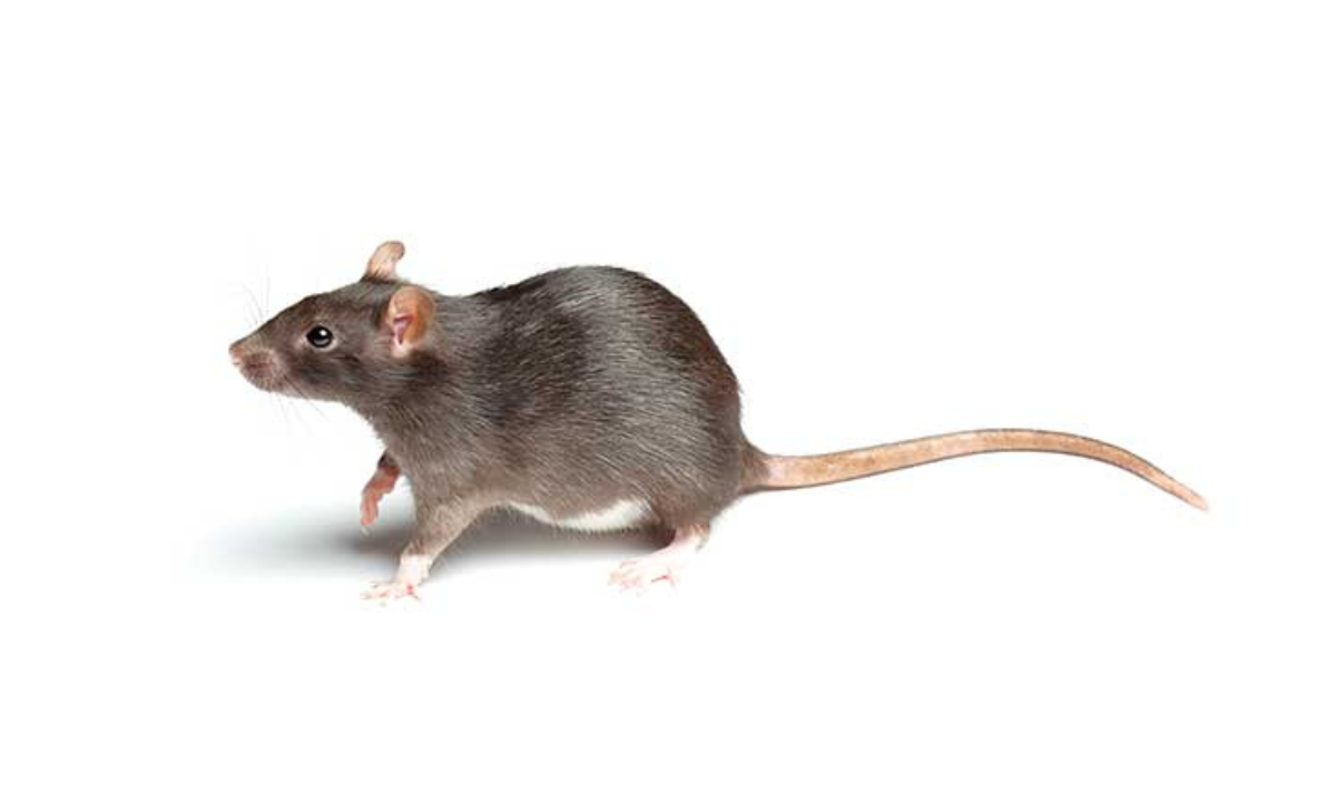 Rats
