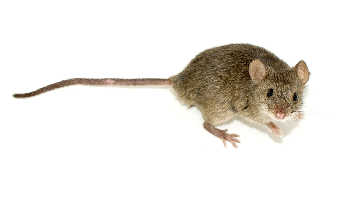 Mice
