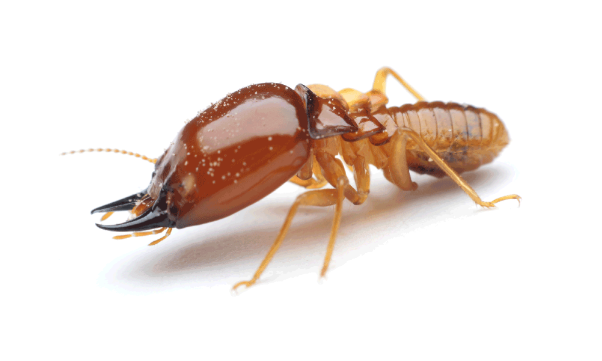 Termites