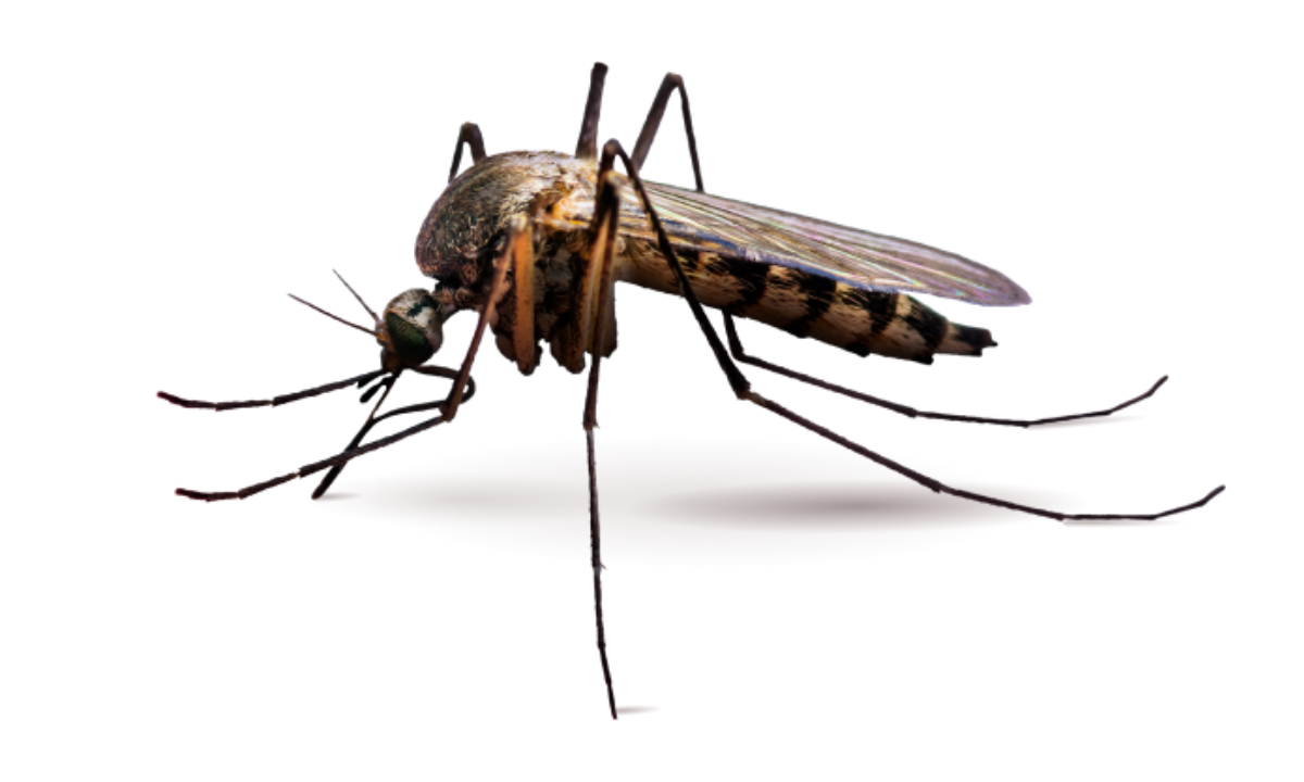 Mosquitoes
