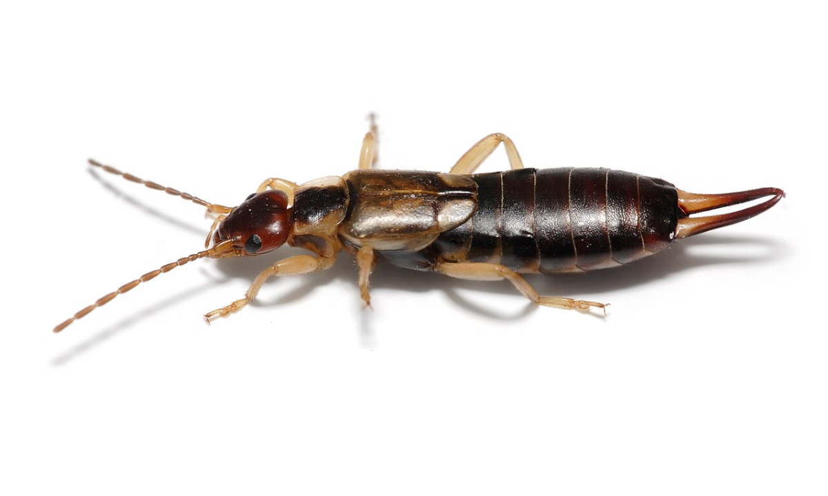 Earwigs