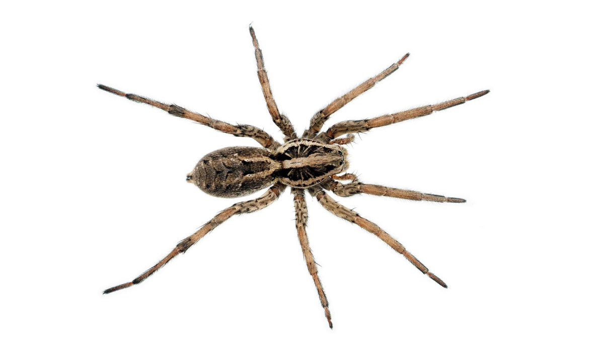 Spiders