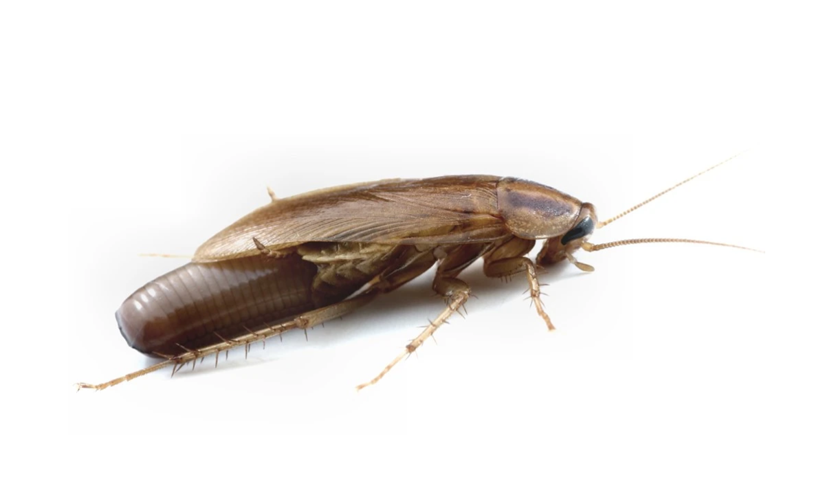 German Cockroaches