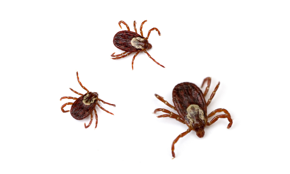 Ticks