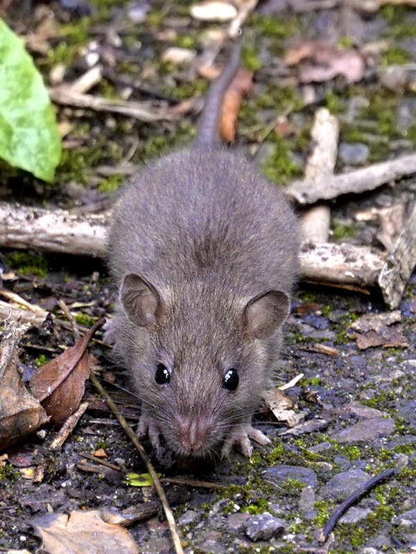 House Mouse