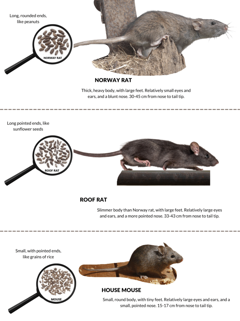 Rats VS. Mice