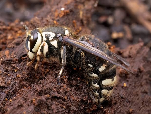 Eastern Bald Face Hornet