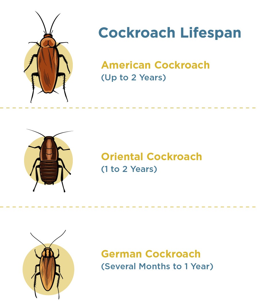 Cockroaches Life Span