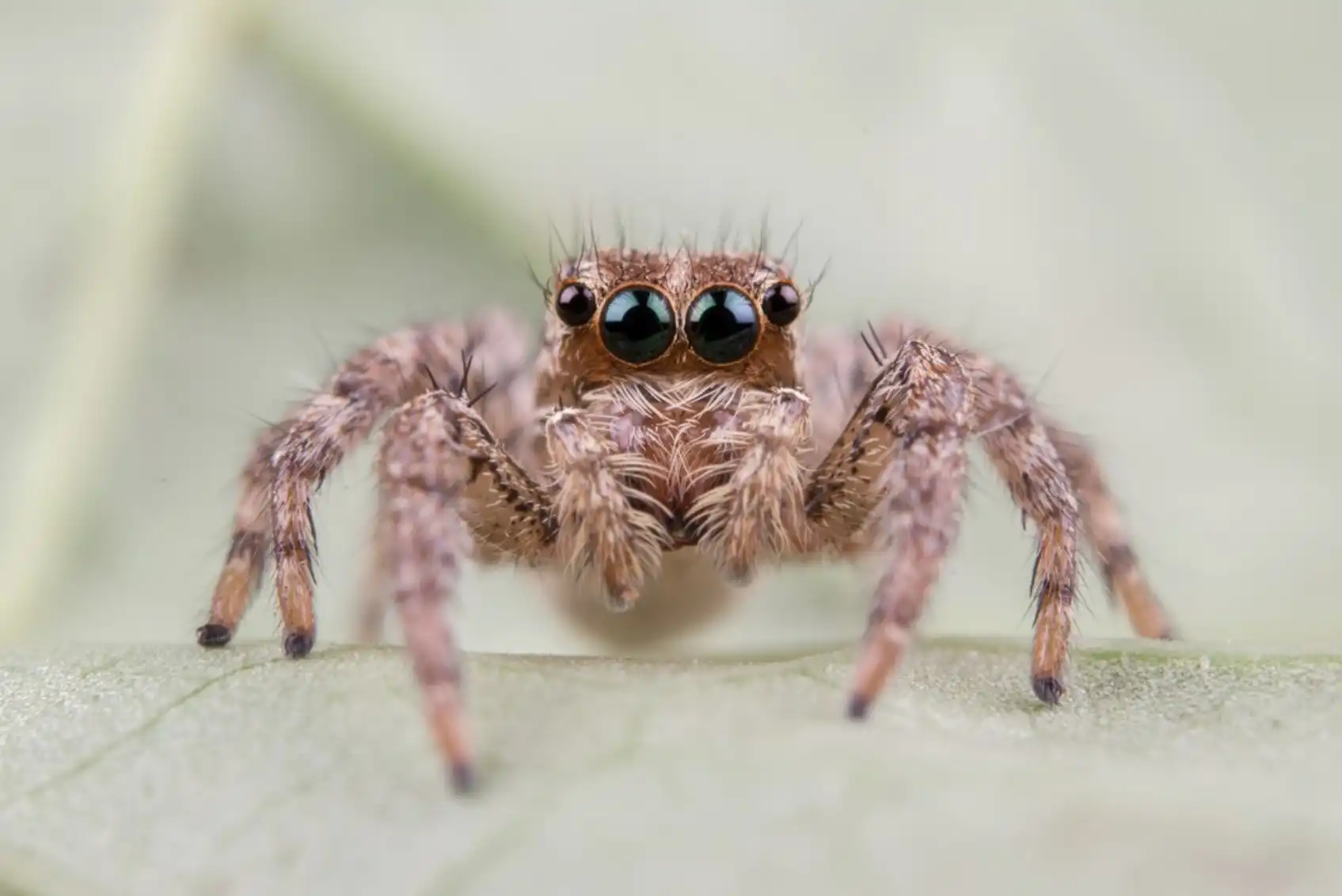 Jumpling Spiders