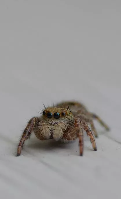 Spiders